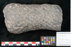 Foto (Objekt + Etikett) von Knorria imbricata Sternbg. (NHMW-GEO-2024-0188-11041)
